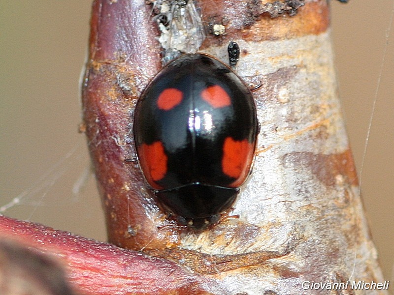 Harmonia axyridis: tutte? No, foto 2 e 3 Adalia bipunctata